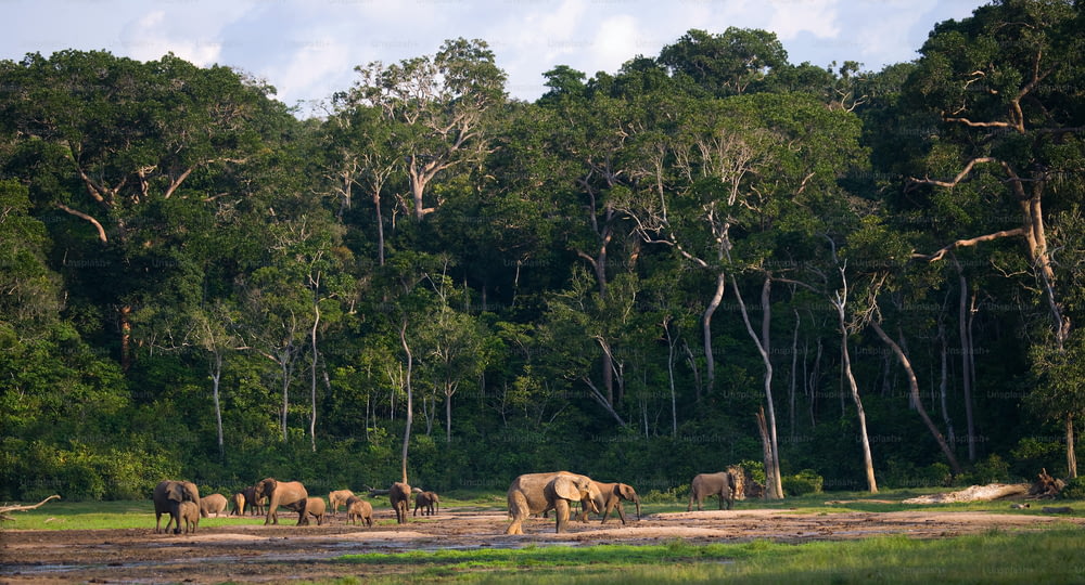 Gruppo di elefanti della foresta nel bordo della foresta. Repubblica del Congo. Riserva speciale di Dzanga-Sangha. Repubblica Centrafricana. Un'ottima illustrazione.