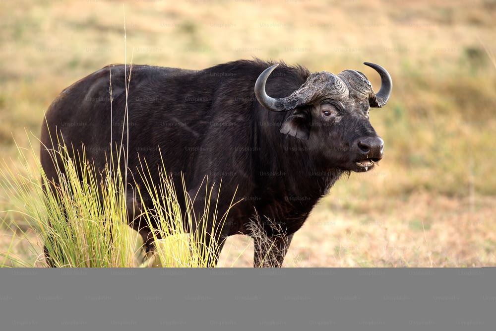 Buffalo in the bushveld