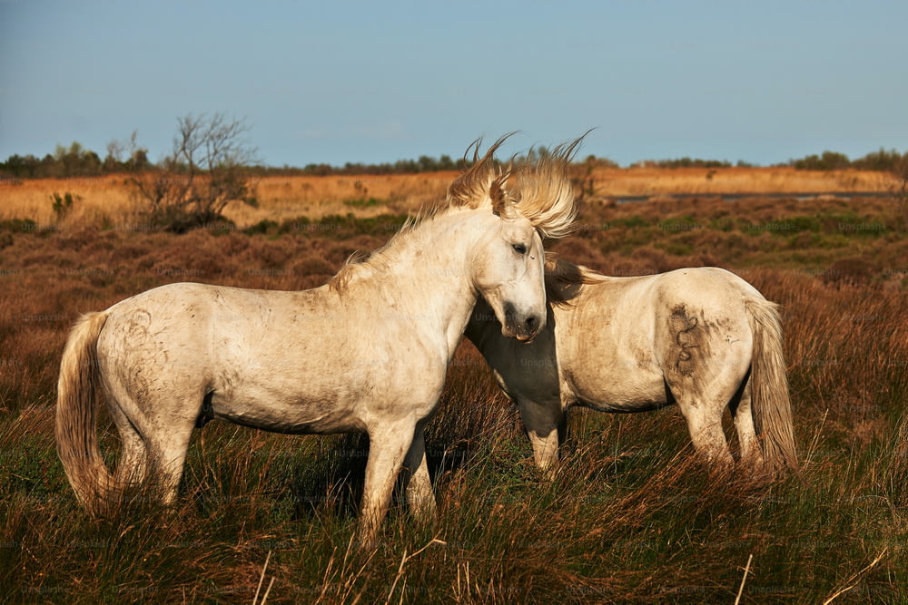 Tweo white horses of Camargue horizontally in the countryside