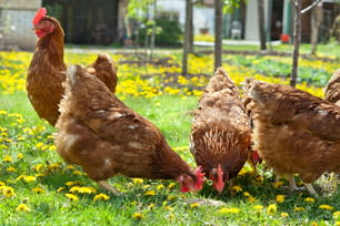 Hühner draußen auf der Wiese