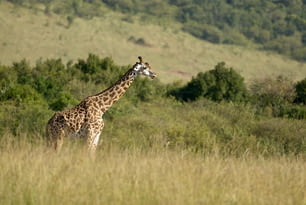 Jirafa camina libre en un parque africano salvaje
