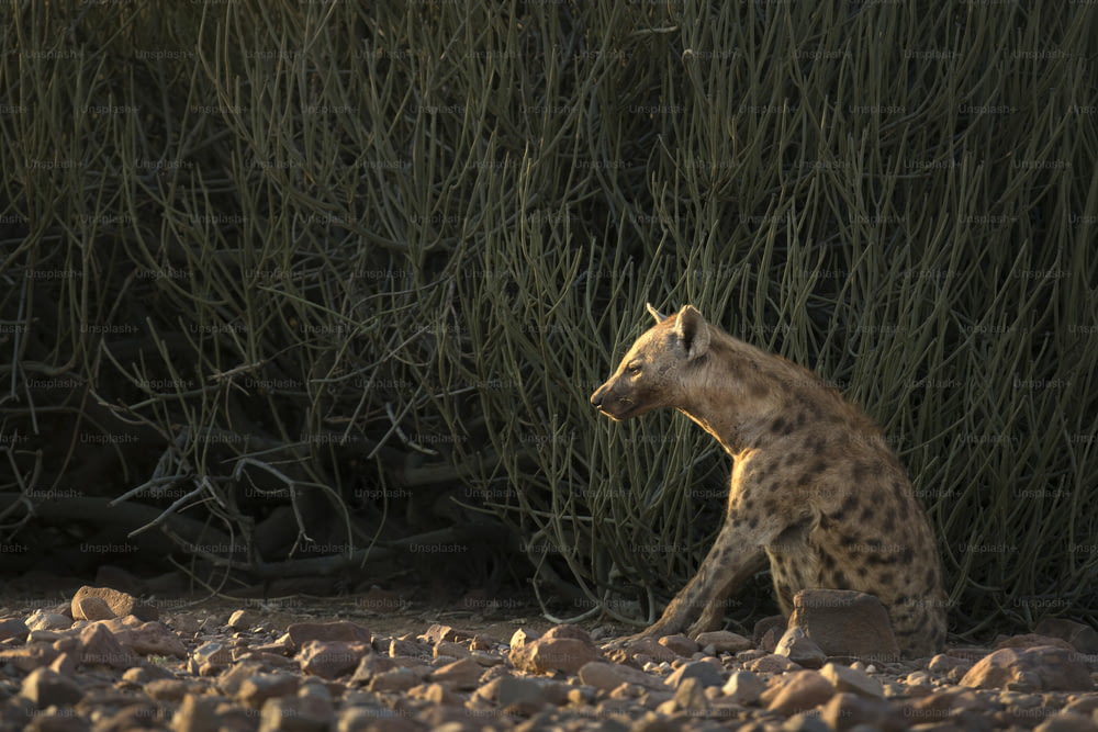 A Hyena in Palmwag Concession, Namibia.