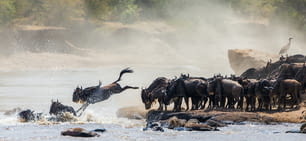 Ñus saltando al río Mara. Gran Migración. Kenia. Tanzania. Parque Nacional Masai Mara. Una excelente ilustración.