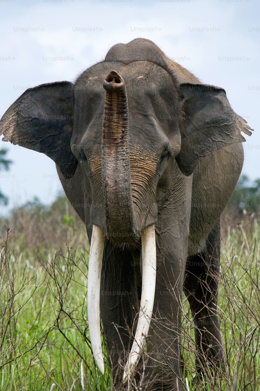 Retrato de un elefante asiático. Indonesia. Sumatra. Camino Parque Nacional Kambas. Una excelente ilustración.