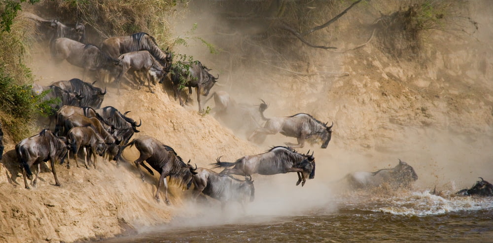 Wildebeests are runing to the Mara river. Great Migration. Kenya. Tanzania. Masai Mara National Park. An excellent illustration.