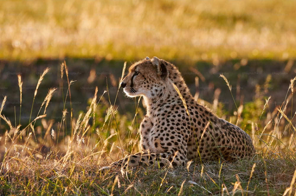 Female cheetah lying in the grass, photographed in backlight