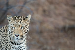 Leopardo acechando a su presa.