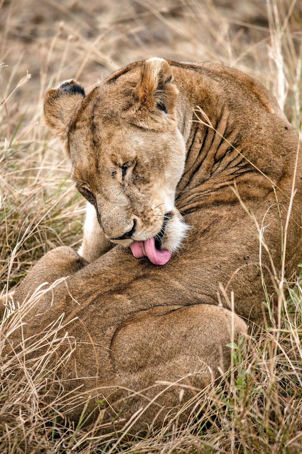 Lioness cleaning herself