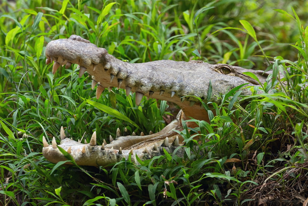 portrait of a crocodile hidden in the grass with its mouth open