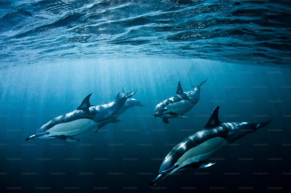 Common dolphins in South Africa.