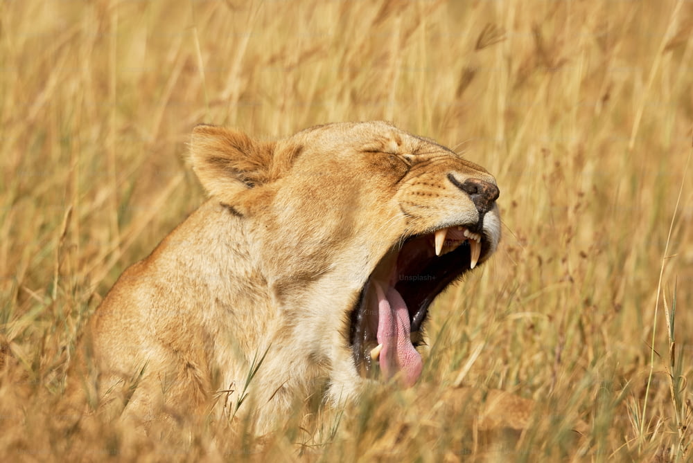 アフリカのサバンナの真ん中で眠そうにあくびをする美しい雌ライオン。