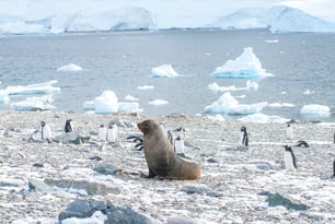 Um lobo-marinho com pinguins na Antártida