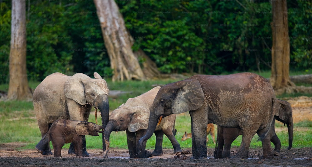 Grupo de elefantes de bosque en el borde del bosque. República del Congo. Reserva Especial Dzanga-Sangha. República Centroafricana. Una excelente ilustración.