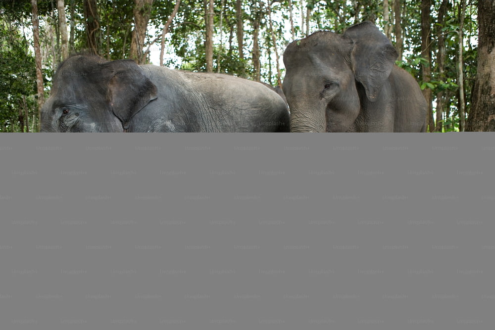 Tres elefantes asiáticos en la selva. Indonesia. Sumatra. Camino Parque Nacional Kambas. Una excelente ilustración.