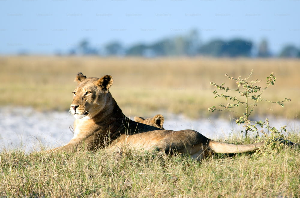 Lion in the bush veld