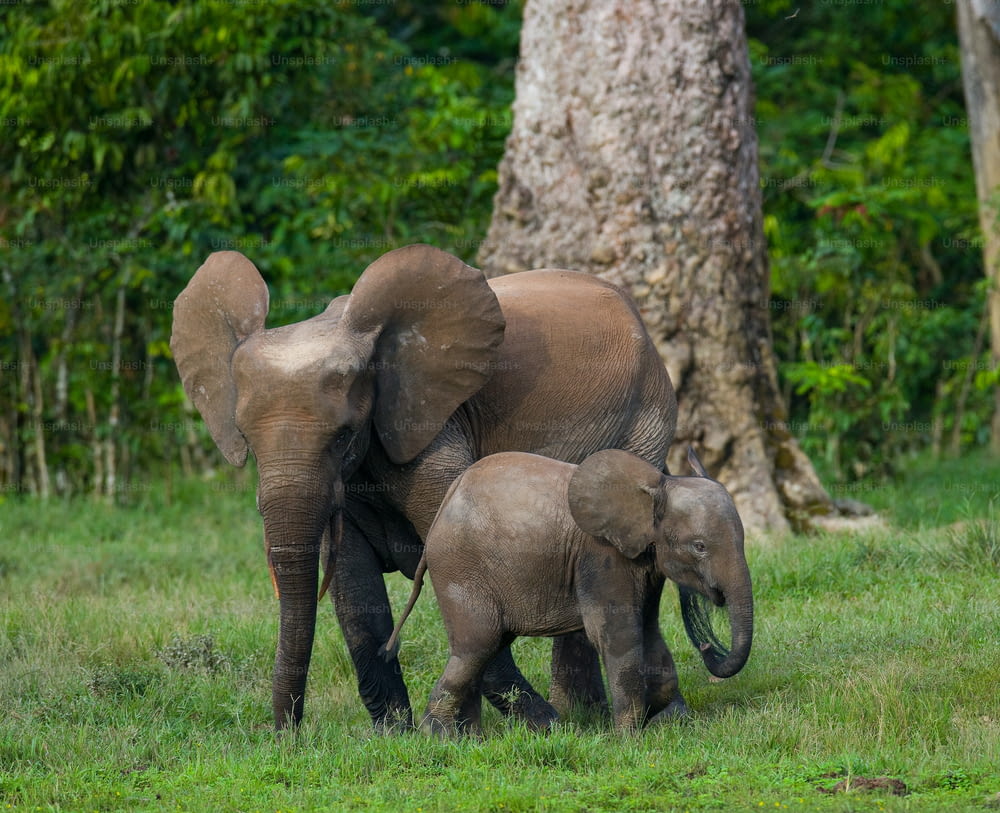 아기와 함께 여성 코끼리입니다. 중앙 아프리카 공화국. 콩고 공화국. 장가-승가 특별 보호 구역. 훌륭한 삽화.