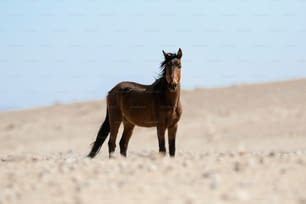 Wildes namibisches Wüstenpferd.