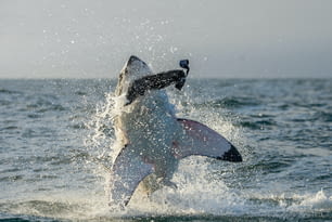 Grande squalo bianco (Carcharodon carcharias) che fa breccia in un attacco. Caccia a un grande squalo bianco (Carcharodon carcharias). Sud Africa
