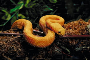 Un serpente giallo è raggomitolato su un ramo