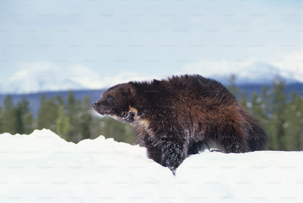 a large brown bear walking across a snow covered field