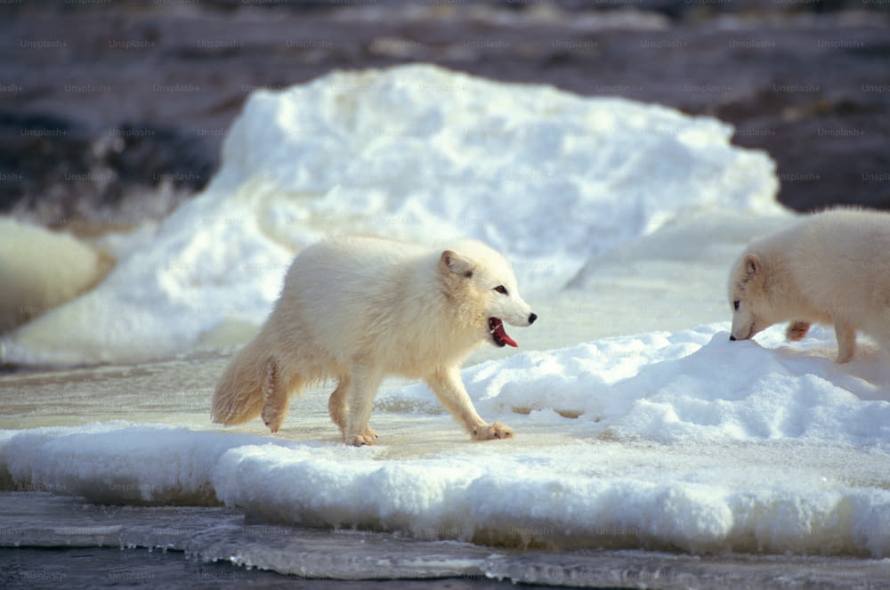 Due orsi polari stanno giocando nella neve