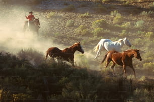 Eine Gruppe von Pferden, die auf einem Feld laufen