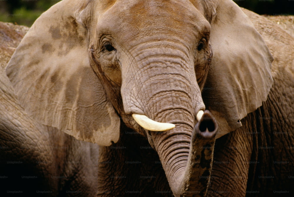 Un primer plano de la cara de un elefante con árboles en el fondo