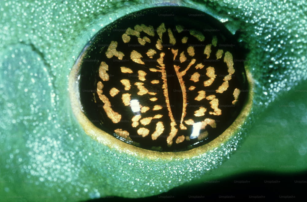um close up de uma folha com um padrão marrom e amarelo