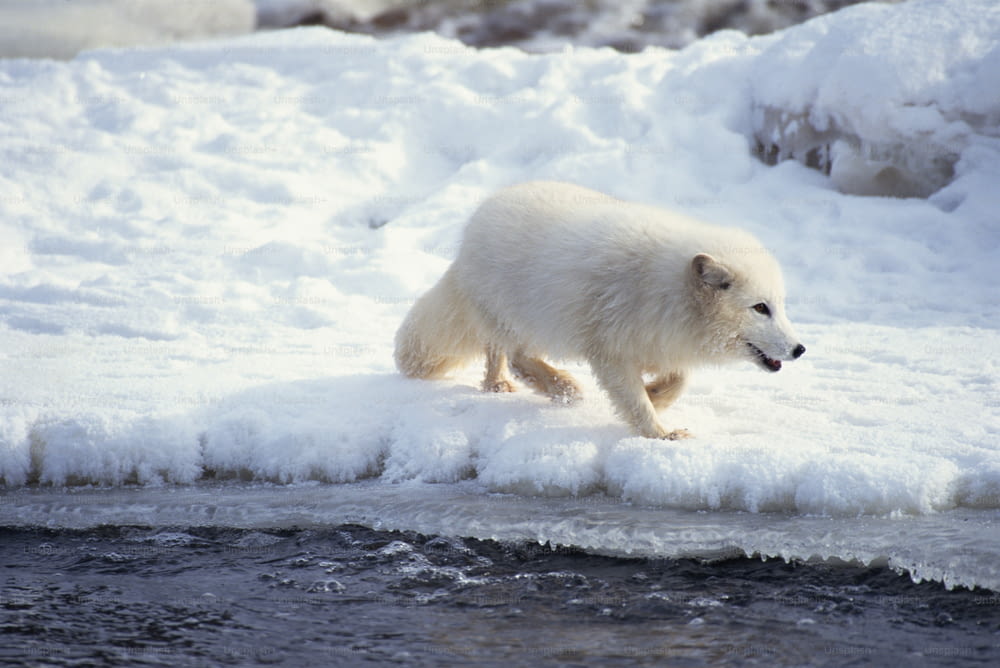 Un ours polaire traversant une rivière gelée
