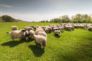 Herd of sheep on pasture - meadow in spring