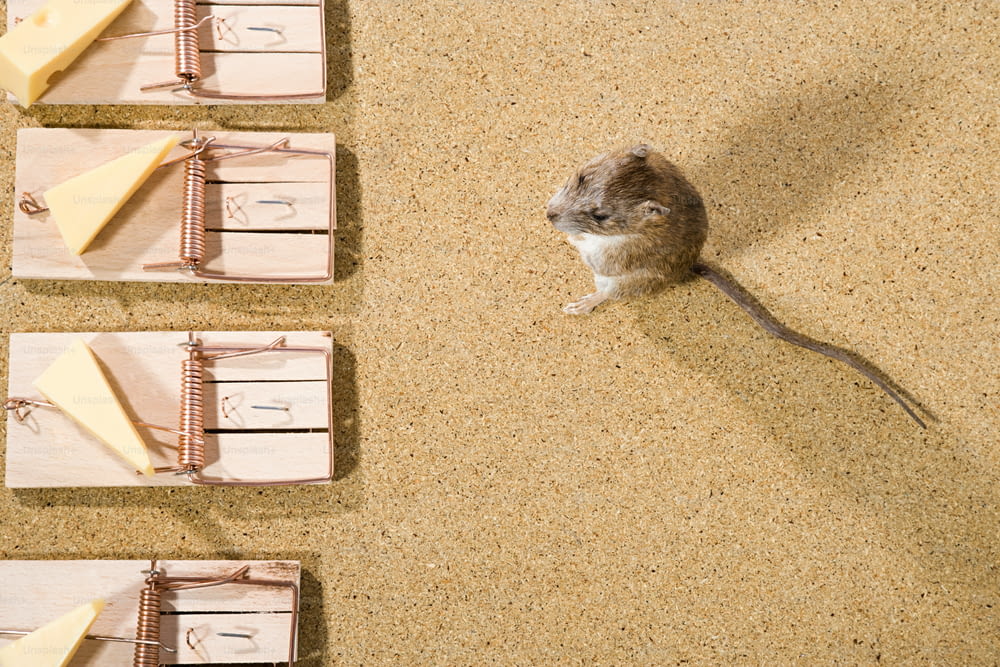 une souris assise au-dessus d’un piège à souris