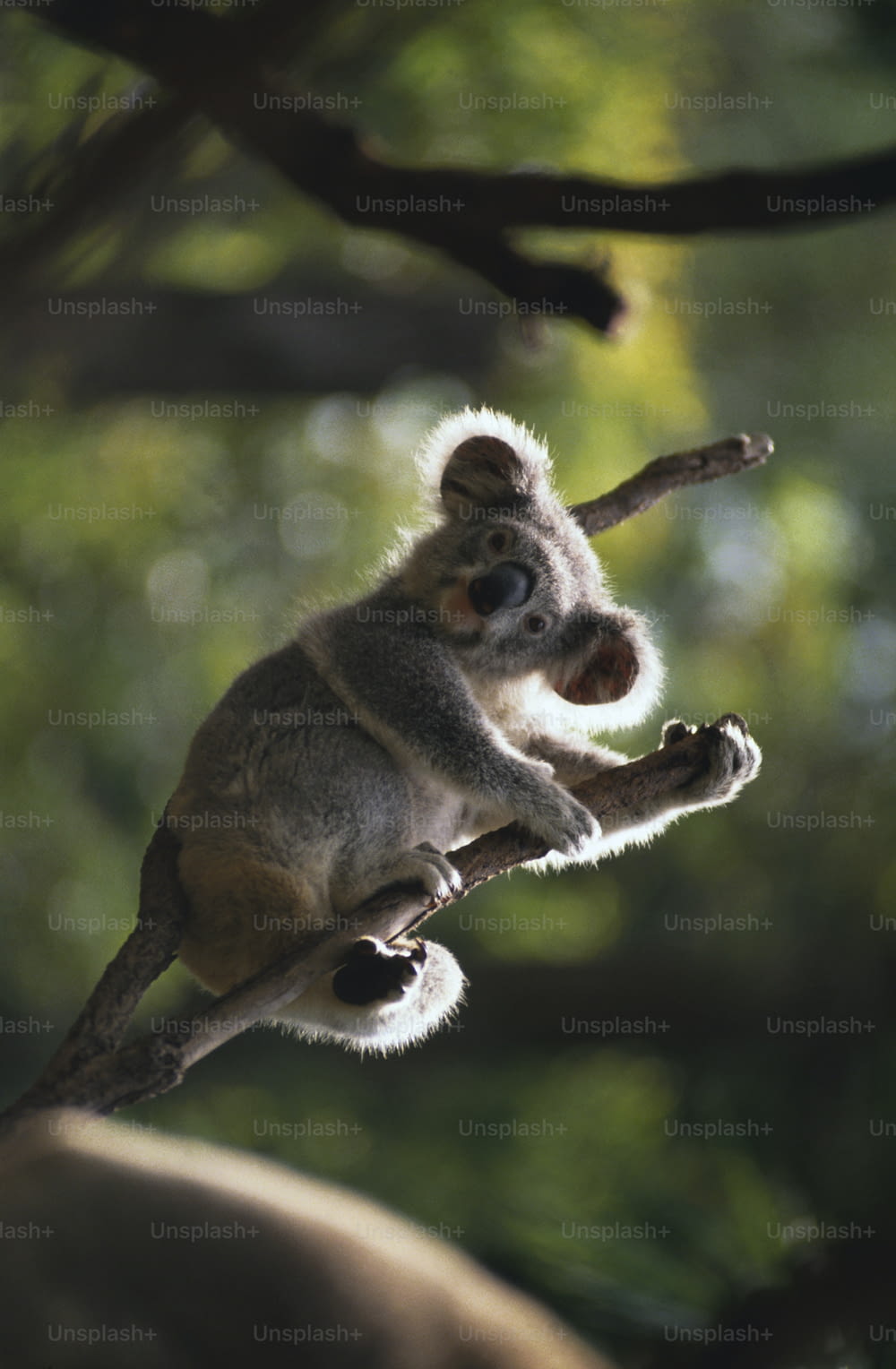 Un piccolo koala seduto sulla cima di un ramo di un albero