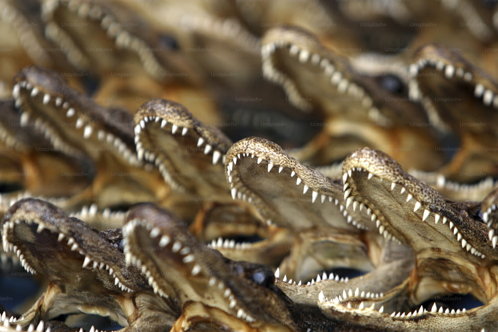 Un groupe d’alligators avec la bouche ouverte
