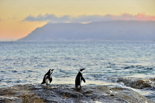 Pinguins africanos (spheniscus demersus) O pinguim africano na costa no crepúsculo da noite acima do céu vermelho do pôr do sol.