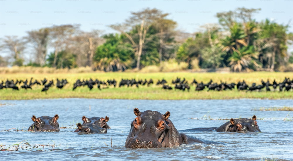 El hipopótamo común en el agua. Día soleado. África
