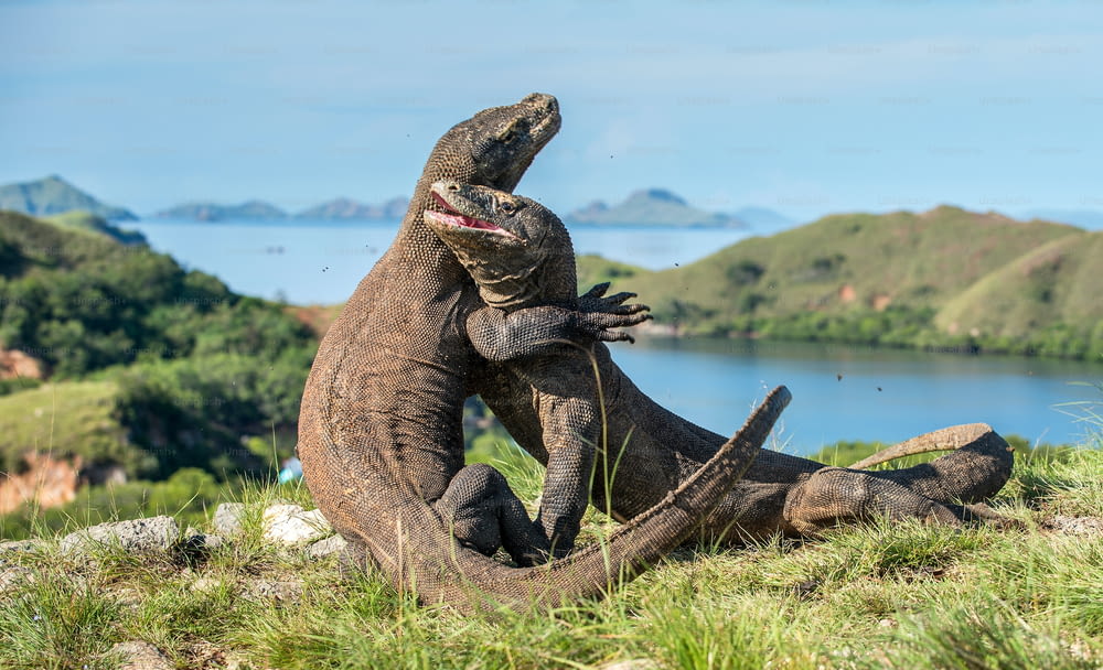 Los dragones de Komodo (Varanus komodoensis) que luchan por la dominación. Es el lagarto vivo más grande del mundo. Isla Rinca. Indonesia.