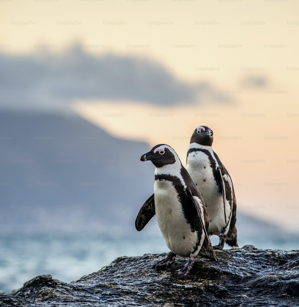 Die afrikanischen Pinguine am steinigen Ufer in der Dämmerung am Abend bei Sonnenuntergang. Wissenschaftlicher Name: Spheniscus demersus, Jackass-Pinguin oder Schwarzfußpinguin. Natürlicher Lebensraum. Südafrika