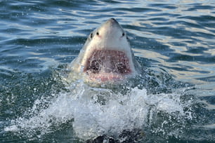 Grande squalo bianco (Carcharodon carcharias) nell'acqua dell'oceano un attacco. Caccia a un grande squalo bianco (Carcharodon carcharias). Sud Africa