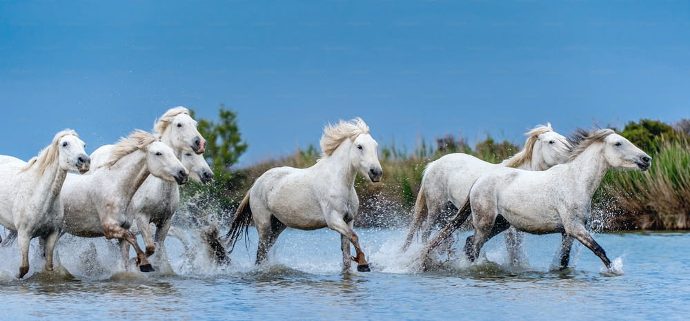 水上を疾走する白いカマルグ馬。