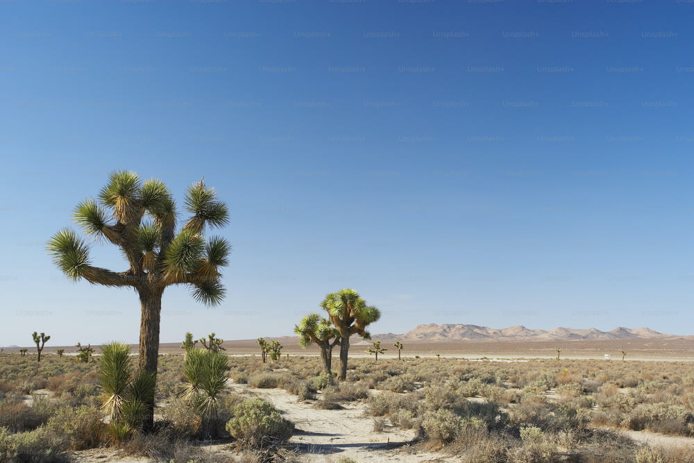 Un sentiero sterrato in mezzo a un deserto