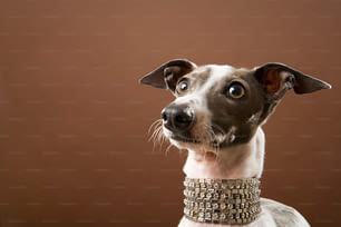 a brown and white dog wearing a collar