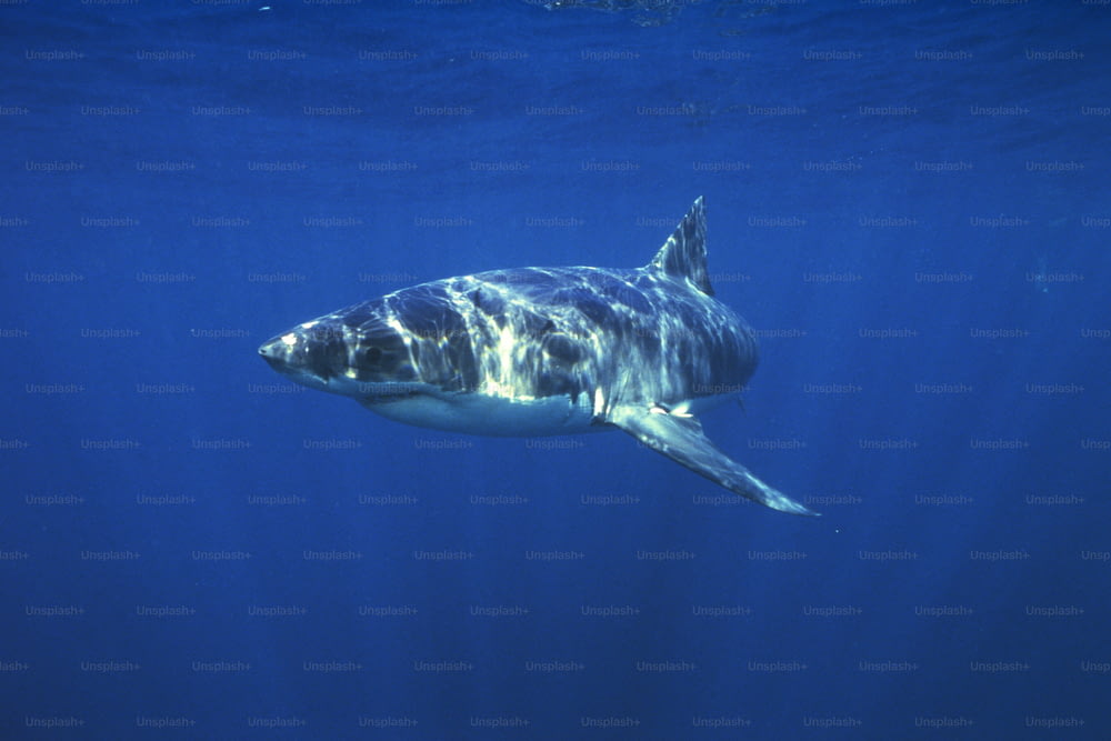 Ein Weißer Hai schwimmt im Ozean