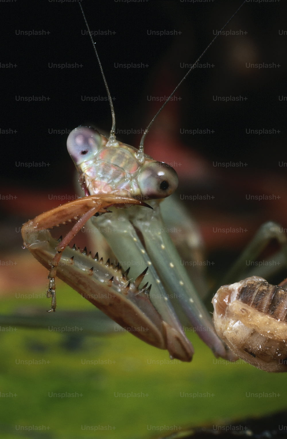 a close up of a praying mantissa