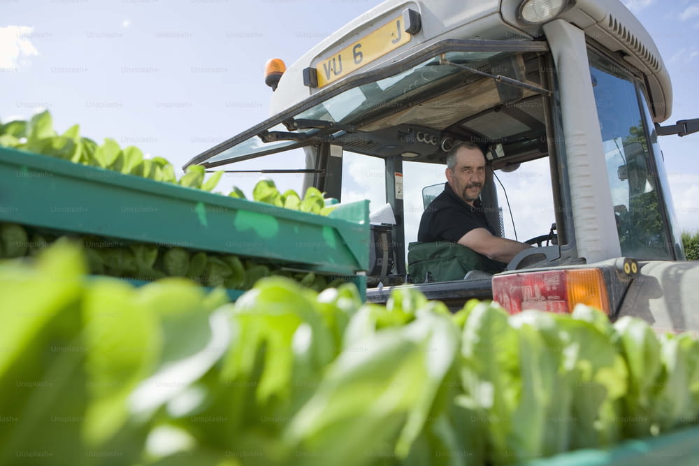 a man driving a tractor with lettuce in the back