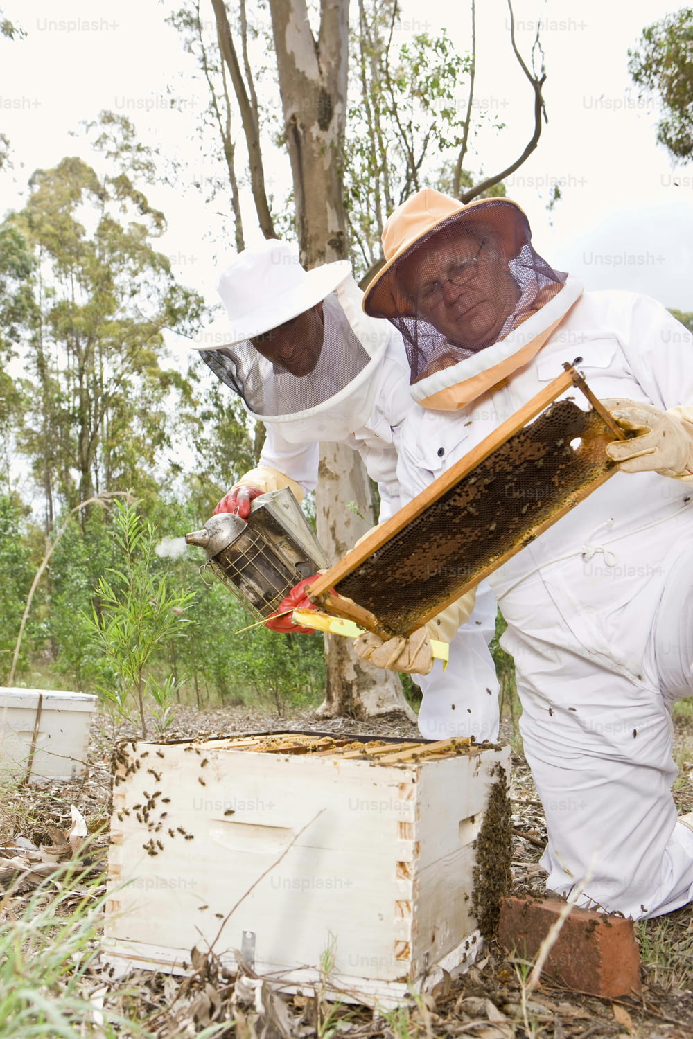 Dois homens em trajes de abelha estão inspecionando uma colmeia