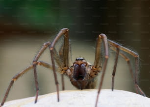 a close up of a spider on a wall