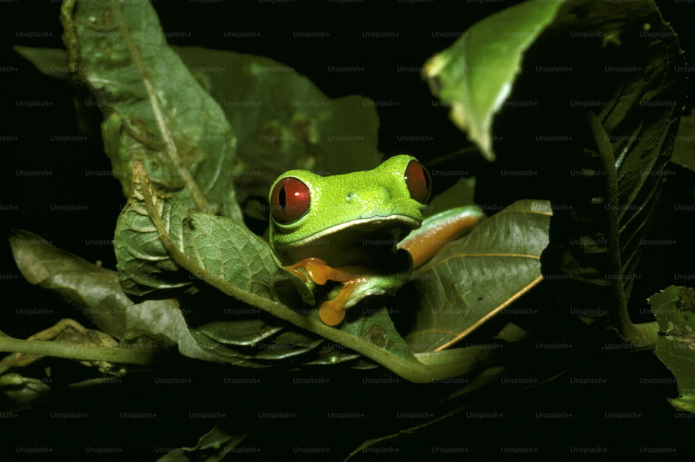 Una rana verde con ojos rojos sentada en una hoja
