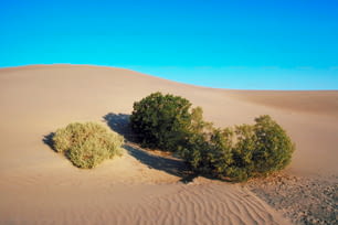 a couple of bushes sitting in the middle of a desert