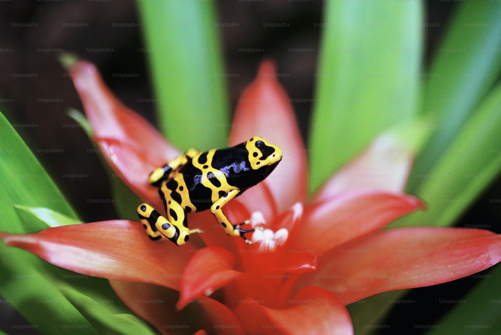 une grenouille jaune et noire assise au sommet d’une fleur rouge