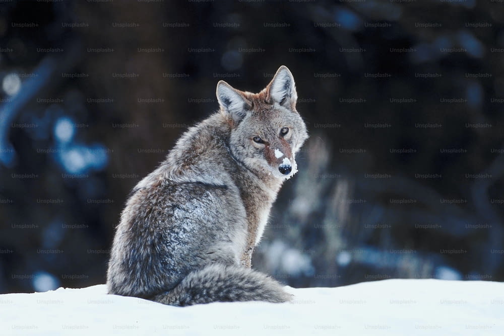 Un lupo grigio seduto nella neve con gli occhi chiusi